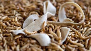 Eine Bandnudel mit Insektenmehl als Bestandteil liegt auf getrockneten Larven des Getreideschimmelkäfers 