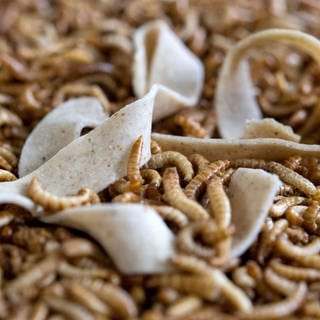 Eine Bandnudel mit Insektenmehl als Bestandteil liegt auf getrockneten Larven des Getreideschimmelkäfers 