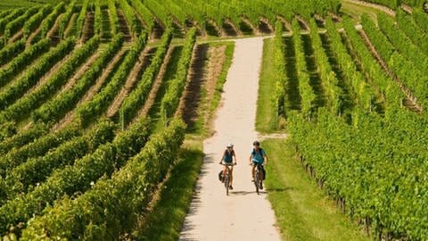 Radfahrer in den Weinbergen von Rheinhessen