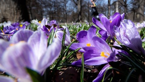 Krokusse blühen auf einer Wiese im Park, im Hintergrund joggt eine Frau.