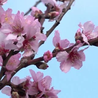 Mandelblüten am Baum