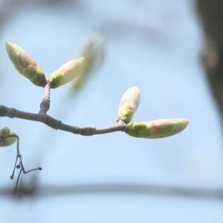 Frühlingsknospen an einem Baum