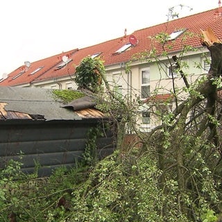 Umgestürzter Baum vor Wohnblock