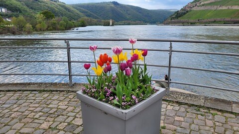 Blumenkübel in Bingen, am Zufluss der Nahe in den Rhein