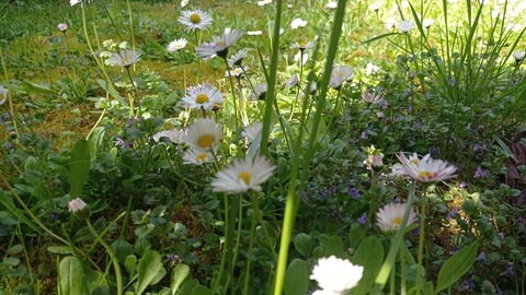 Wildblumen im Vorgarten