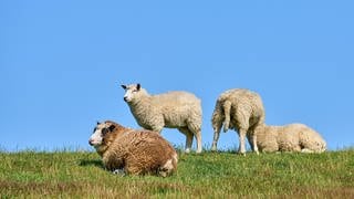 Schafe liegen auf einer grünen Wiese.