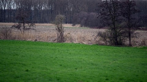 Der Tatort des Verbrechens: ein Maisfeld