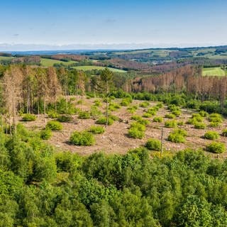Wald in Rheinland-Pfalz