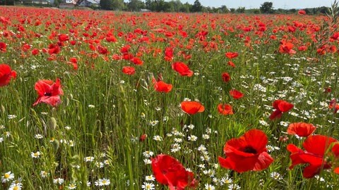 Mohnblumen in Weilerbach.