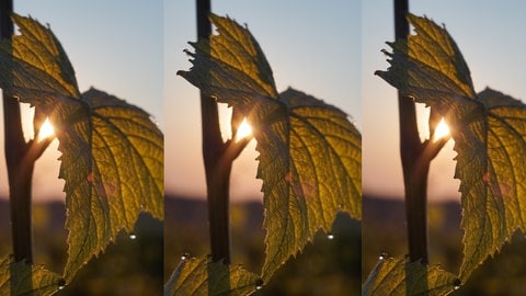 Sonnenaufgang in Mandel in den Weinbergen