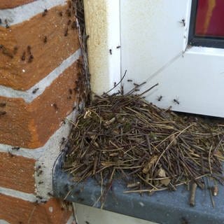 Ameisen besiedeln ein Haus.