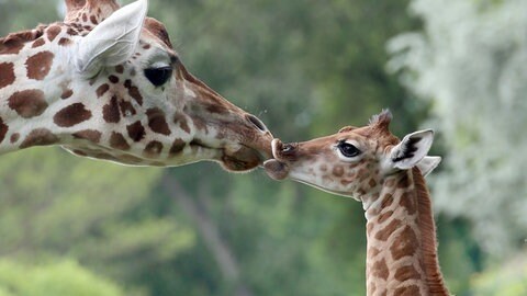 Giraffen-Mama küsst Giraffen-Baby