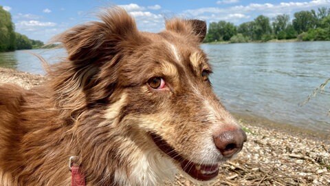 Hund am Rhein