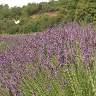 Lavendelpflanzen im Weingut Gaul