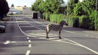 2013 fängt die Polizei ein Zebra in Bitburg ein