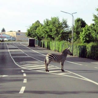 2013 fängt die Polizei ein Zebra in Bitburg ein