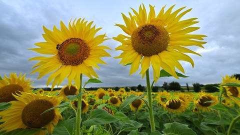 Sonnenblumen auf einem Feld mit düsterem Himmel
