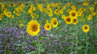 In RLP werden wegen des Kriegs in der Ukraine mehr Sonnenblumen angepflanzt. 