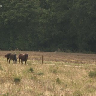 Pferde grasen auf der Weide