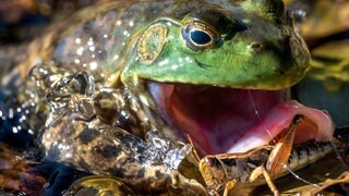 Nordamerikanischer Ochsenfrosch in Rheinland-Pfalz