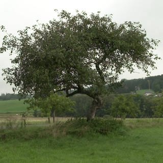 Baum in grauer Landschaft