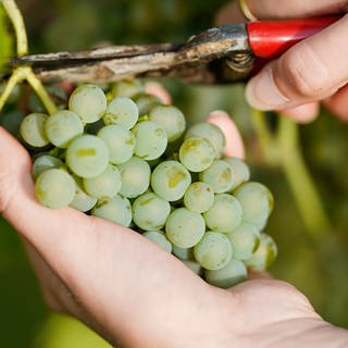 Weintrauben der Sorte Solaris werden beim Start der Weinlese im Weinberg der Weingebiet Manufaktur vom Rebstock geschnitten.