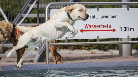 Saisonabschluss in vielen Freibädern: das Hundeschwimmen.