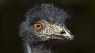 Nahaufnahme eines Emu (Symbolbild)