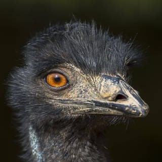 Nahaufnahme eines Emu (Symbolbild)