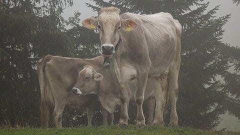 Braunvieh in der Nähe der Sammeralpe im Vorarlberg