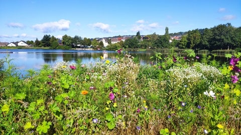 In Baumholder am Stadtweiher.