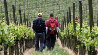 Teilnehmer einer Weinwanderung laufen durch Weinberge.