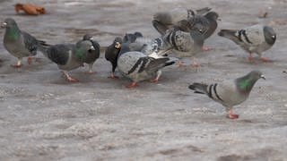 Mehr als 30 vergiftete Tauben zuletzt in Kaiserslautern