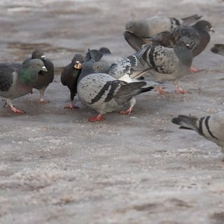 Mehr als 30 vergiftete Tauben zuletzt in Kaiserslautern