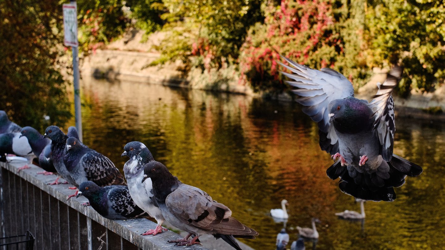 Tauben sitzen auf einem Brückengeländer in der Sonne.