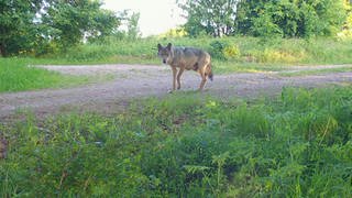 Symbolbild Ein Wolf hat im Kreis Altenkirchen einen speziell gesicherten Zaun überwunden. 