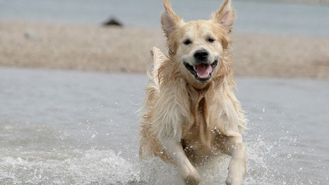 Golden Retriever springt am Rheinufer in Oppenheim bei 32 Grad Hitze in den Rhein.