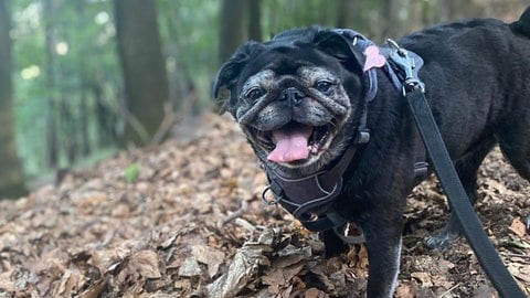 Schwarz-grauer Mops im Wald