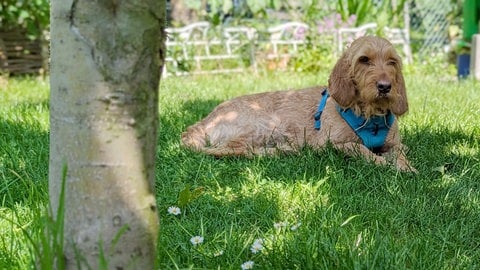 Hund Otto im Garten