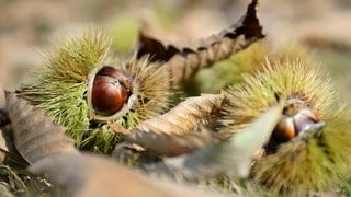 Esskastanie in ihrer stacheligen Hülle. Die Pfälzer sagen Keschde zu den Maronen.