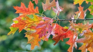 Blätter im Herbst