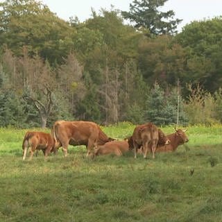Nörtershausen: Kühe auf Weide