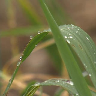 Regentropfen auf einem Blatt in Nahaufnahme