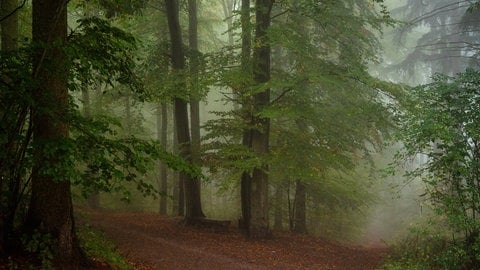 Geheimnisvoller Tagesbeginn im Binger Wald bei Nebel