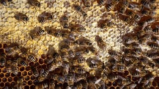 Fleißige Bienenvölker produzieren Honig. 