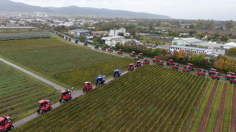 Für einen Rekord fürs Guinessbuch mussten sich mindestens 100 Traubenvollernter in Neustadt an der Weinstraße versammeln. Die Zahl wurde deutlich übertroffen.