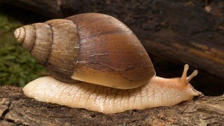 Afrikanische Riesenschnecke