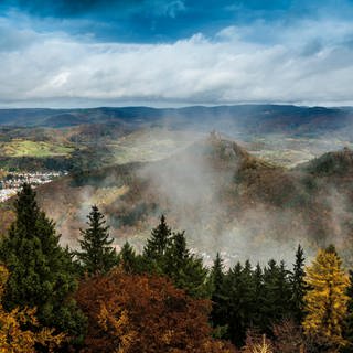 Der anhaltende Regen wirkt sich positiv auf den Pfälzerwald aus, wie die Forstämter Bad Dürkheim und Haardt bestätigen. Allerdings hat sich der Wald noch immer nicht von der Trockenheit der vergangenen Jahre erholt.