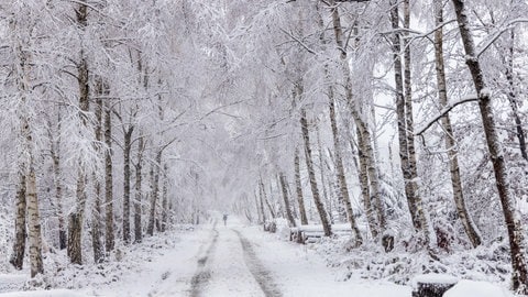 Bei Waldspaziergängen droht in RLP im Moment Lebensgefahr. Der viele Schnee sorgt dafür, dass Äste abbrechen und Bäume umknicken. 