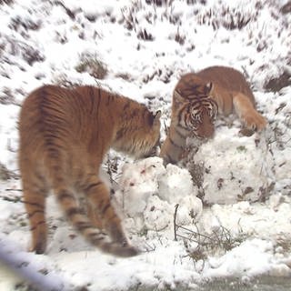Tiger spielen im Schnee im Tier-Erlebnispark Bell im Hunsrück